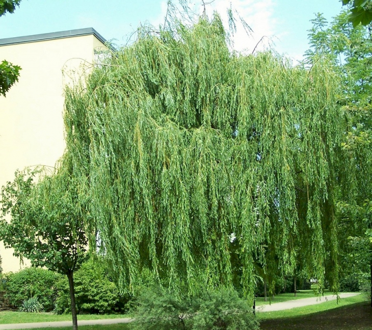 Ива белая Тристис